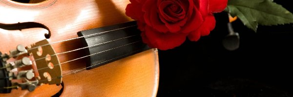 Muzyczny, Róża, Czerwona, Instrument