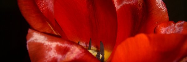 Kwiat, Czerwony, Tulipan