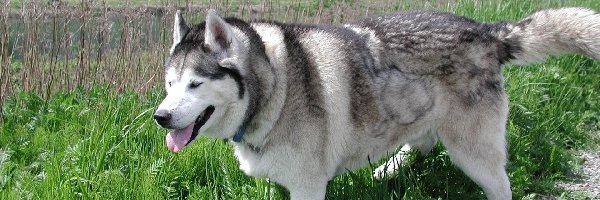 Trawa, Siberian Husky