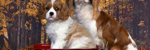 złota, Cavalier King Charles spaniel