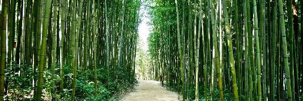 Ścieżka, Bambusowy, Las