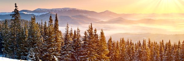 Śnieg, Promienie słońca, Zima, Las