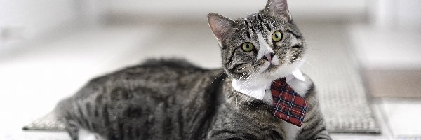 Krawat, Kot