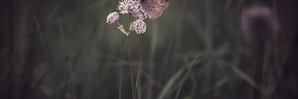 Trawa, Kwiat, Motyl