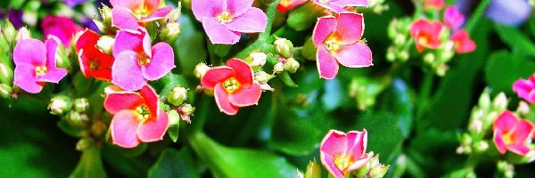 Kalanchoe