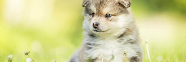 Fiński lapphund, Rozmyte tło, Trawa, Szczeniak