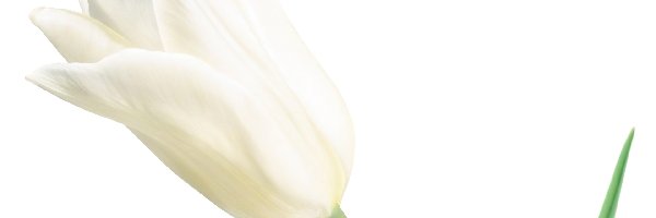 Kieliszek, Tulipan, Biały