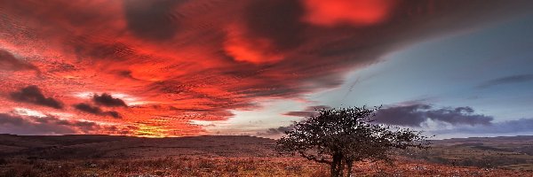 Anglia, Park Narodowy Dartmoor, Hrabstwo Devon, Drzewo, Zachód słońca