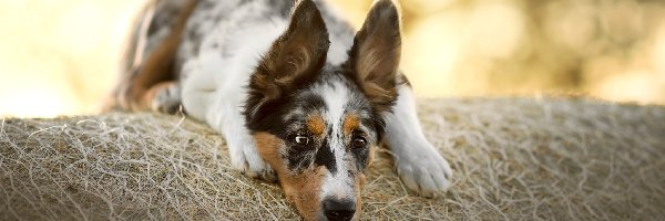 Border collie, Siano, Mordka, Pies