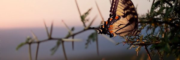 Makro, Gałązka, Motyl