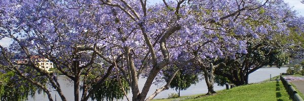 Jacaranda, Kwitnąca, Łąka