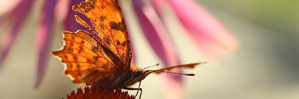 Rusałka ceik, Jeżówka, Owad, Motyl