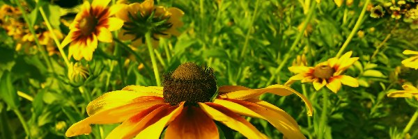 Rudbekie, Kwiaty