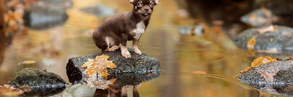 Rzeka, Kamienie, Liście, Chihuahua krótkowłosa