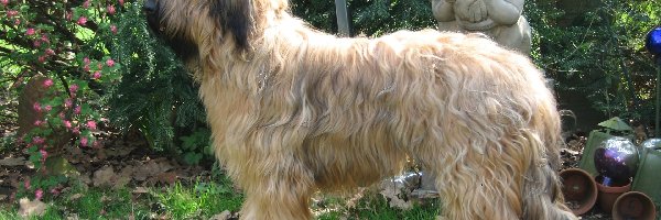 Owczarek francuski Briard