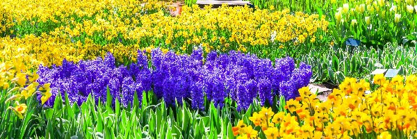 Tulipany, Hiacynty, Żonkile, Holandia, Park