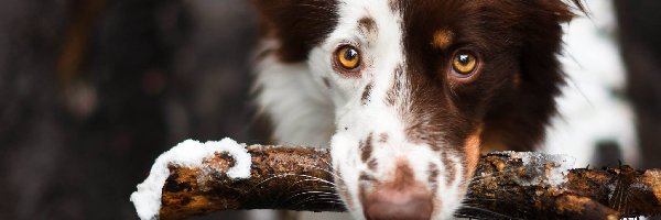 Patyk, Border Collie, Pies