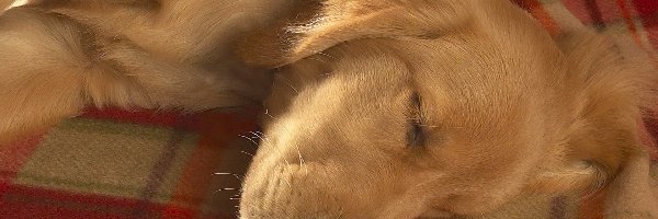 Retriever, Golden, Śpiący