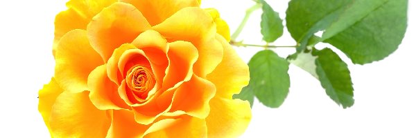 Żółta, Kwiat, Liście, Róża