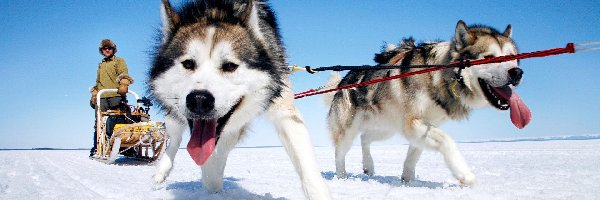 Zaprzęg, Siberian Husky