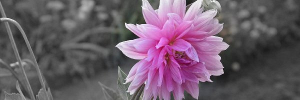 Dalia, Liliowa