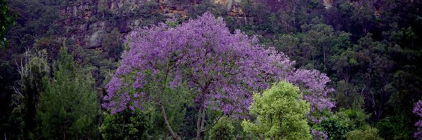 Góry, Łąka, Jacaranda