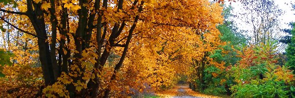 Jesień, Park, Alejka, Złota