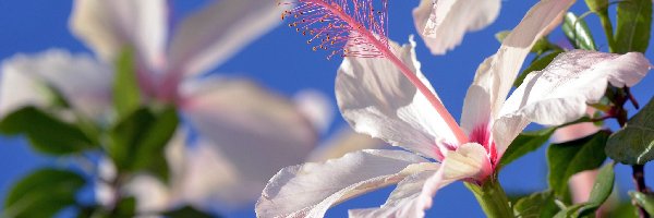 Biały Hibiskus, Lato, Niebo, Kwiat