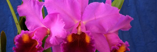 Orchidea, Kwiat
