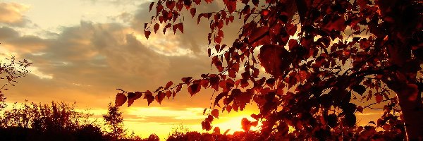 Słońca, Drzewa, Jesień, Zachód