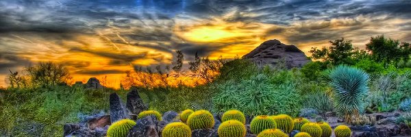Zachód Słońca, Chmury, Kaktusy