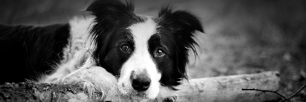 Drewno, Białe, Czarno, Border Collie