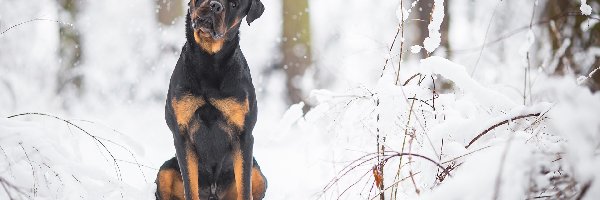 Drzewa, Śnieg, Las, Gałązki, Rottweiler, Pies