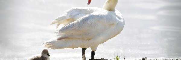 Łabędzie