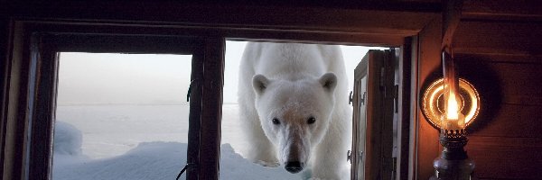 Okno, Niedźwiedź Polarny