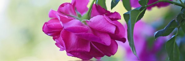 Róża, Odbicie, Woda, Purpurowa