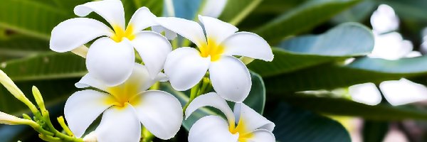 Liście, Plumeria, Kwiaty