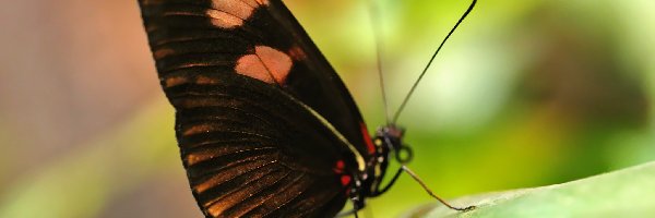Motyl, Skrzydła