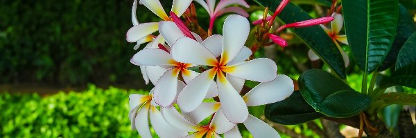 Liście, Plumeria, Kwiat