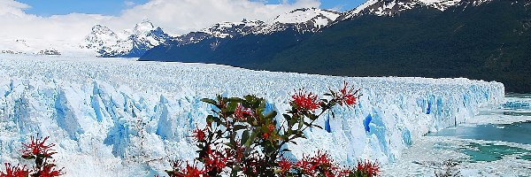 Chile, Lodowiec, Góry, Kwiaty