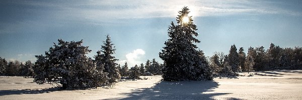 Przebijające Światło, Świerki, Zima