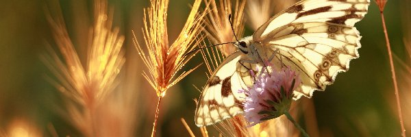 Zboża, Kłosy, Motyl