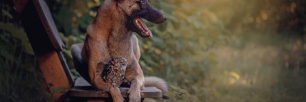 Ławka, Sowa, Pójdźka, Rośliny, Owczarek belgijski malinois, Pies