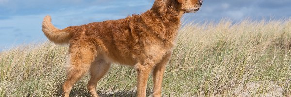 Trawa, Golden retriever, Pies