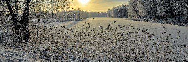 Słońca, Drzewa, Zachód, Zima, Trawy, Rzeka