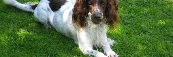 trawa, zielona, Springer spaniel angielski