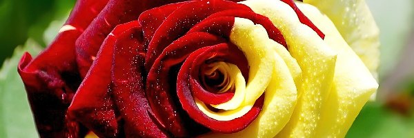 Róża, Czerwona, Żółto