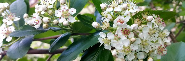 Aronia, Kwitnąca, Krzew