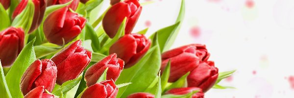 Liście, Tulipany, Czerwone