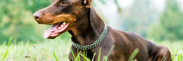 Doberman, Trawa, Obroża, Pies